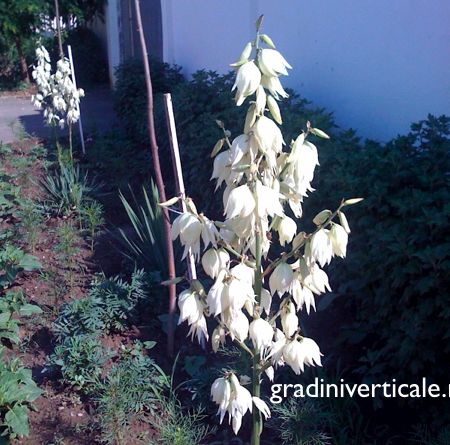 YUCCA DE GRADINA